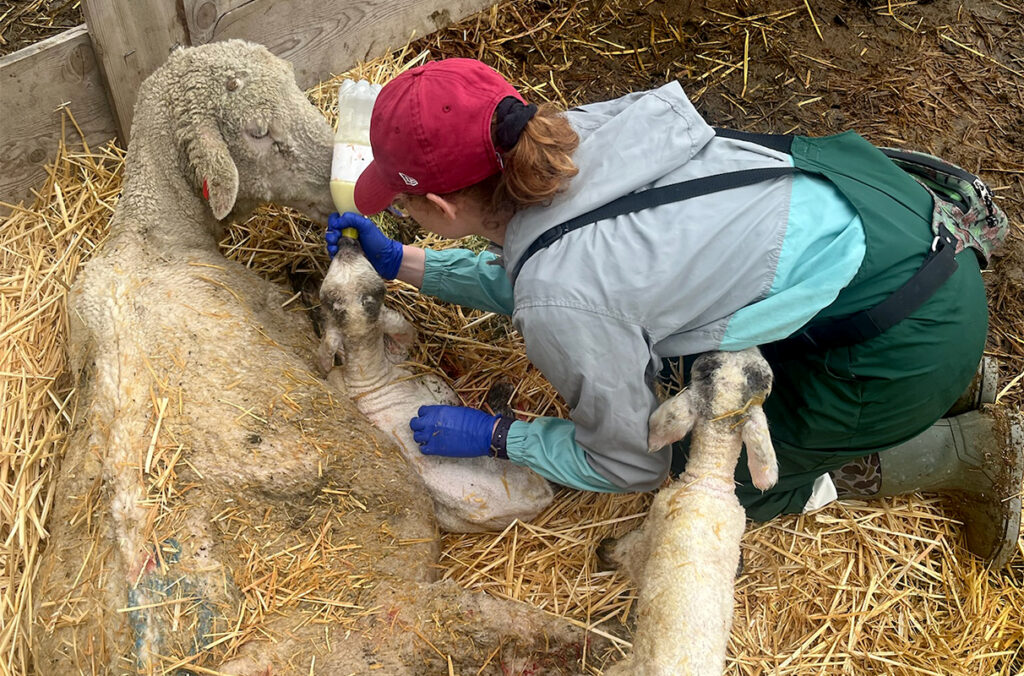 Ammasie Allred feeding a lamb resting next to its mother.
