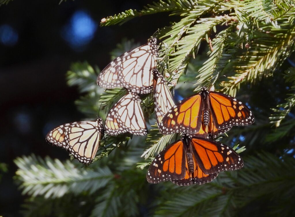 A group of monarch butterflies can be seen on a branch.