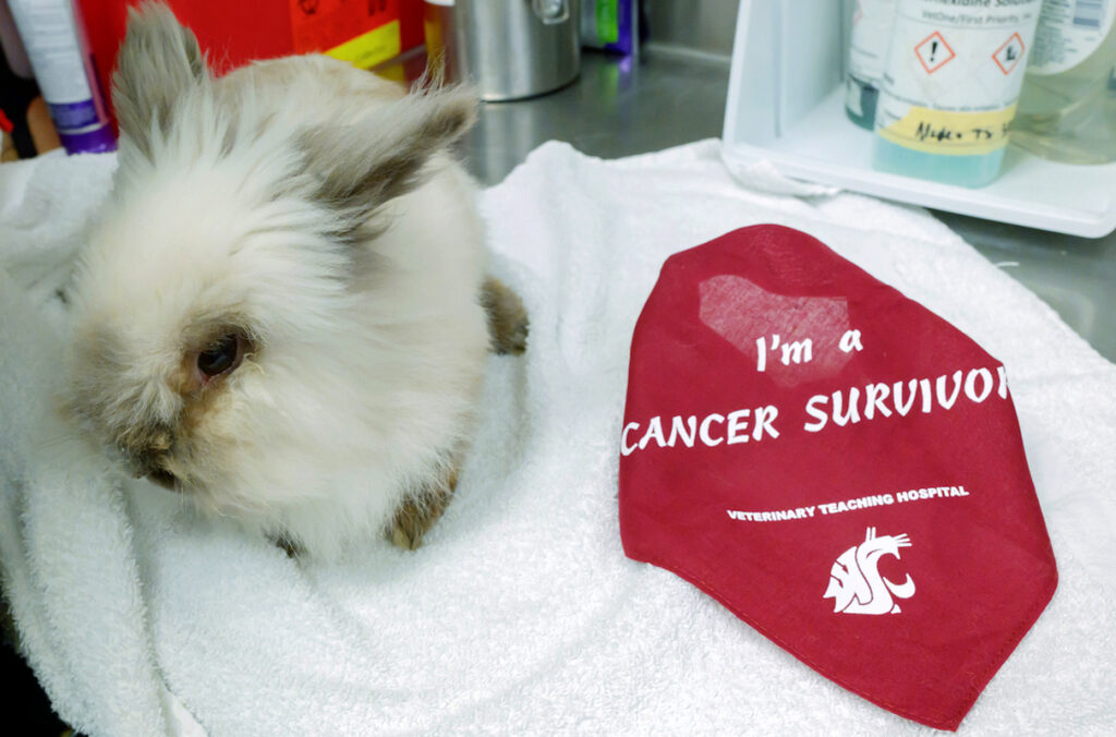 A rabbit treated for cancer rests on a table next to a bandana that reads 'I am a cancer survivor.'