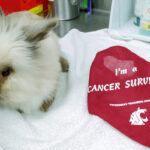 A rabbit treated for cancer rests on a table next to a bandana that reads 'I am a cancer survivor.'