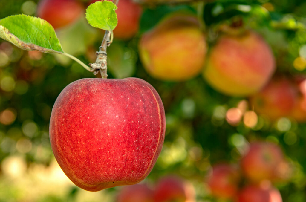 Closeup of an Imperial Gala apple hanging from a tree.