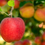 Closeup of an Imperial Gala apple hanging from a tree.