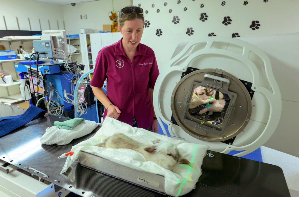 Marcie Logsdon operating a linear accelerator on Henry, a rabbit being treated for cancer.
