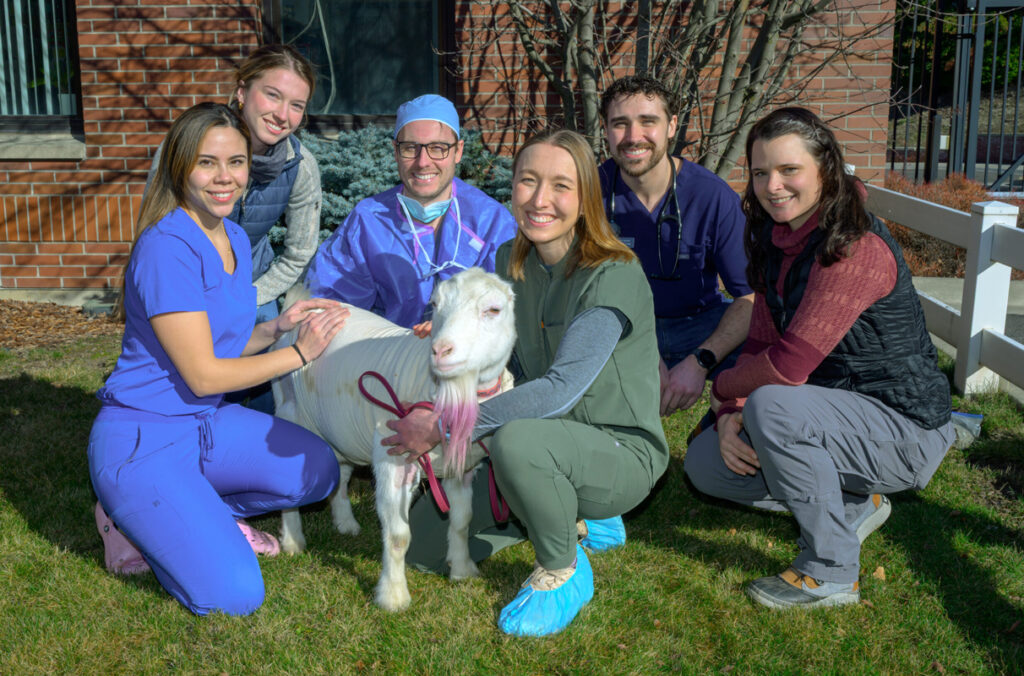 A La Mancha goat with a pink beard poses with the veterinary medical team that removed a tumor.