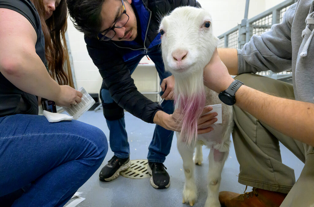 A La Mancha goat with a pink beard has bandages changed following a recent surgery.