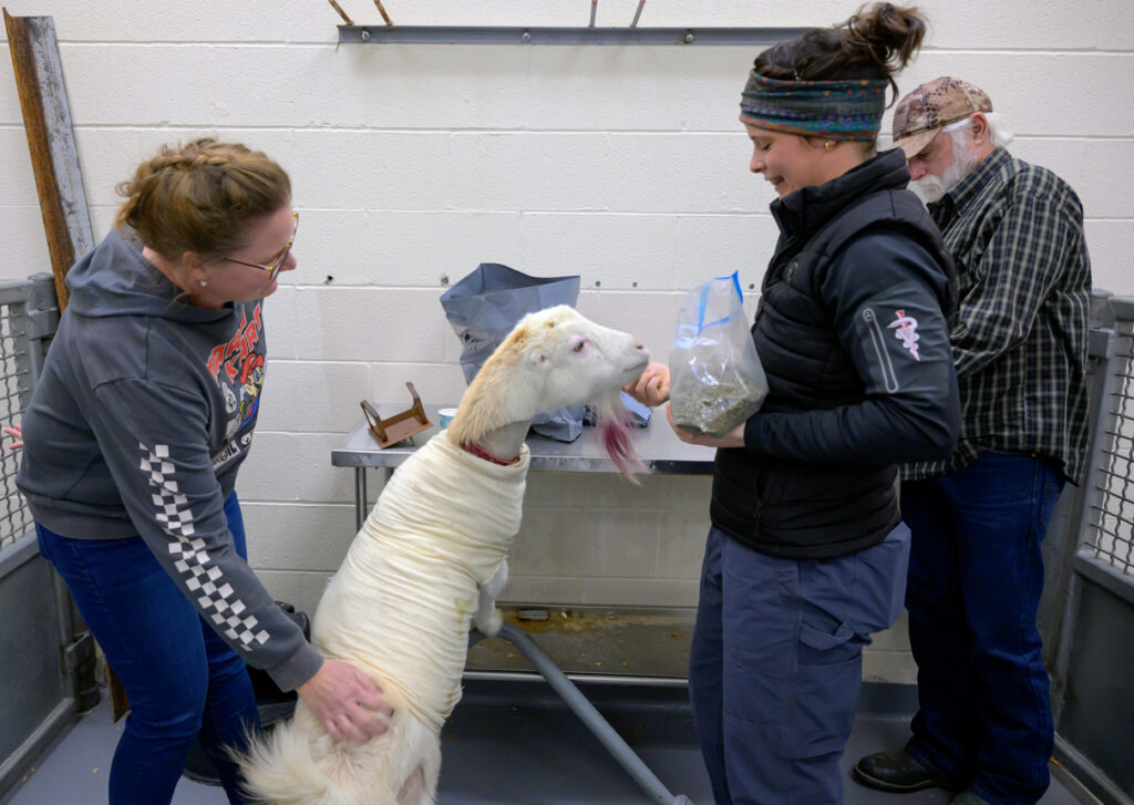 A La Mancha goat with a pink beard is fed a treat from a veterinarian