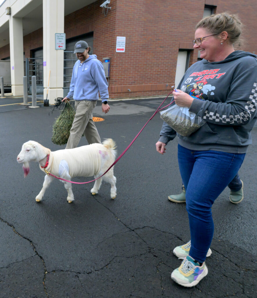 A La Mancha goat with a pink beard walks through a parking lot on a leash with its owner.