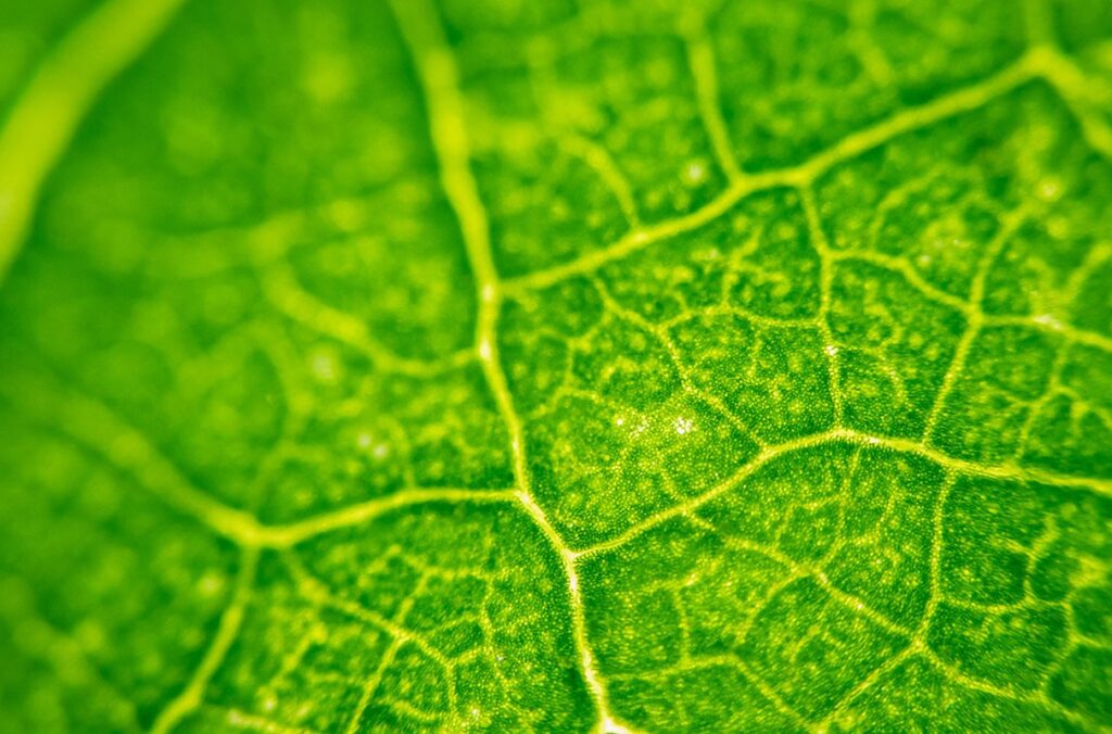 A close-up image of a leaf.