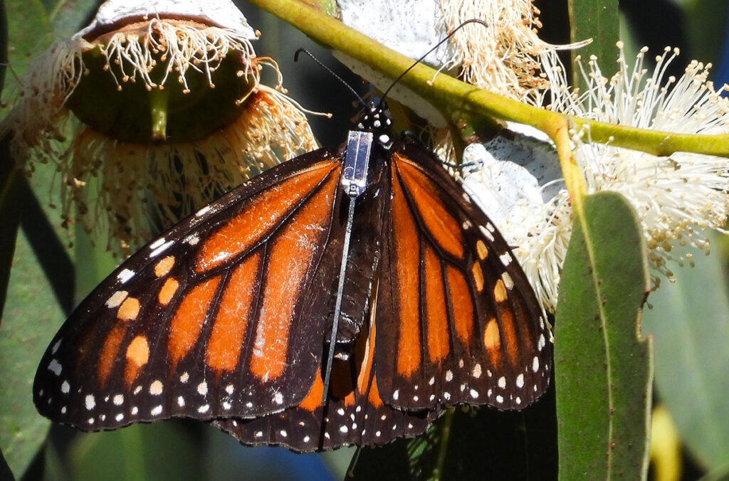 A closeup of a monarch butterfly fitted with a new solar-powered tag.