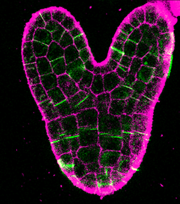 An image of a plant cell.