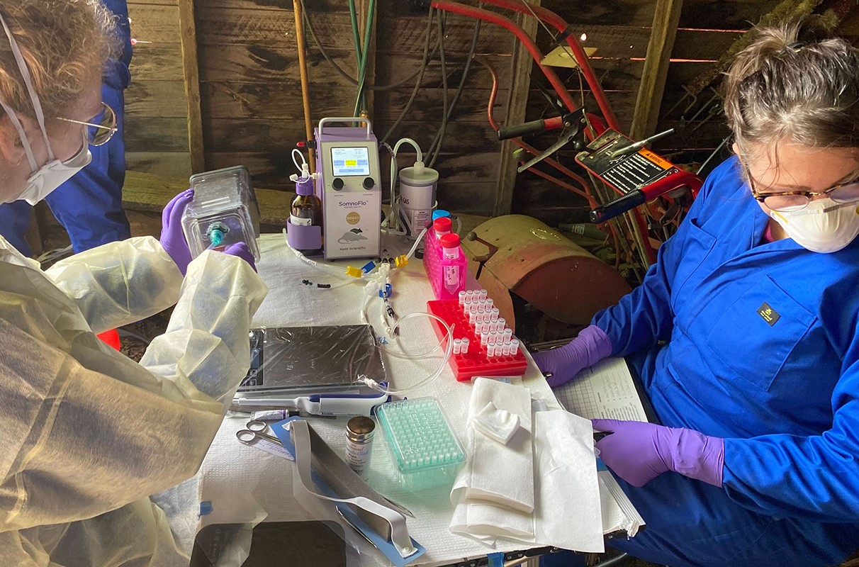 cluster (priority): WSU Insider Climate Change and the Rising Rodent Population