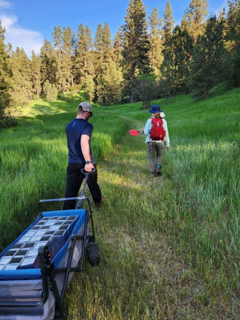 Researchers gather samples for a study on hantavirus on the Palouse.