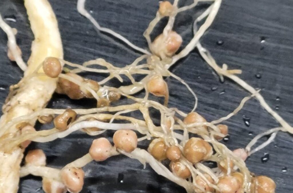 Nitrogen-fixing nodules are shown on the root of a plant.