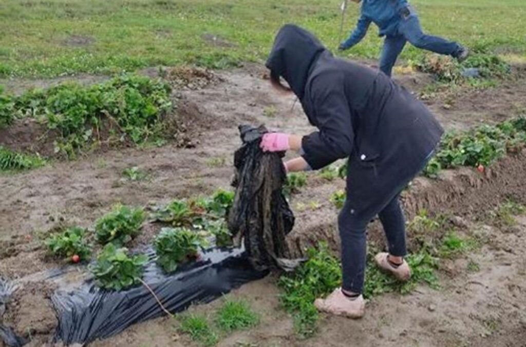 A worker removes plastic mulch film from a strawberry field in California.