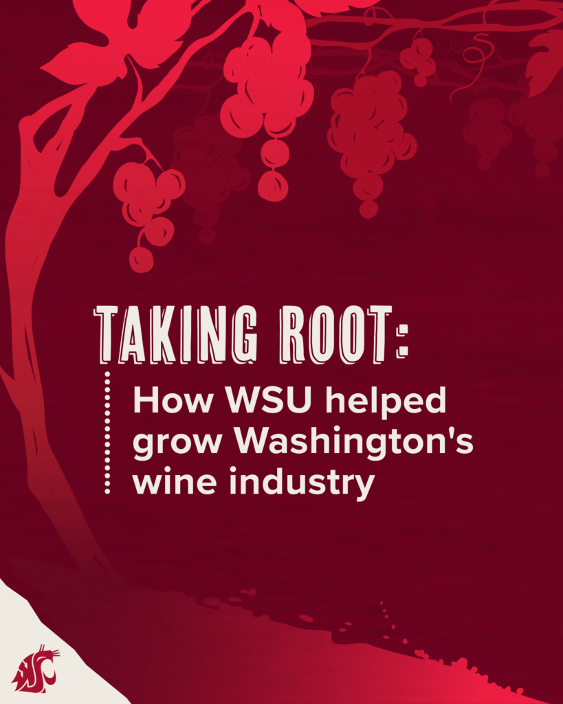 Illustrated grape vines with the infographic title Taking Root: How WSU helped grow Washington's wine industry.