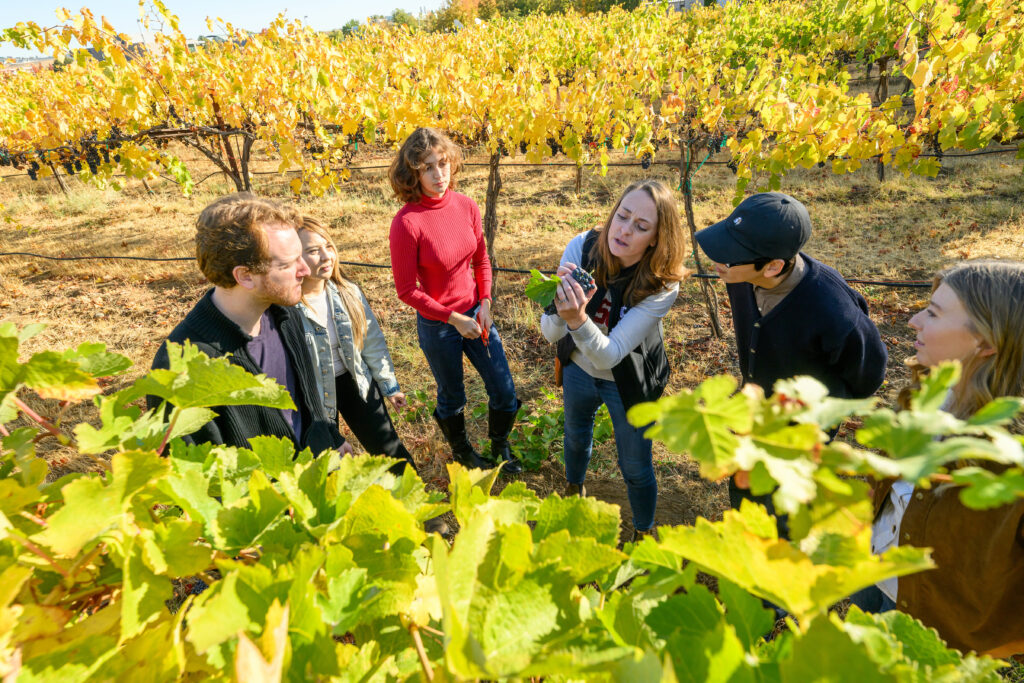 A group of people in a vineyard examining a bunch of grapes.