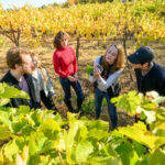 A group of people in a vineyard examining a bunch of grapes.