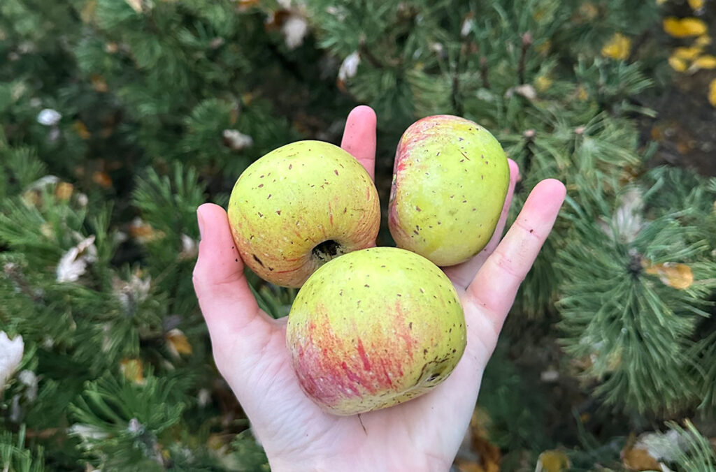 A hand holding three Walbridge apples.
