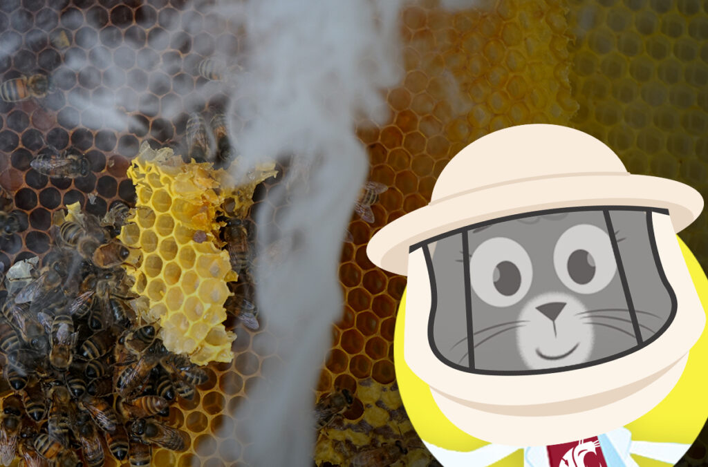 An illustration of Dr. Universe wearing a beekeeper's hat and a photo of smoke wafting in front of a mass of bees and honeycomb.