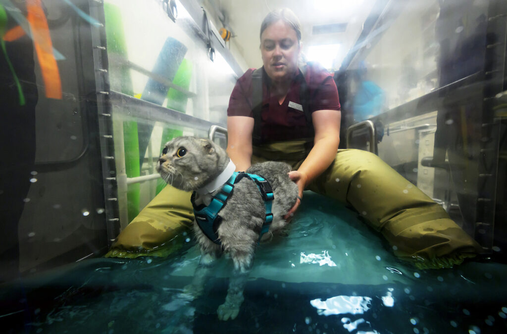 WSU veterinarian Jessica Bunch sits on a water treadmill treating a cat named Mouse.