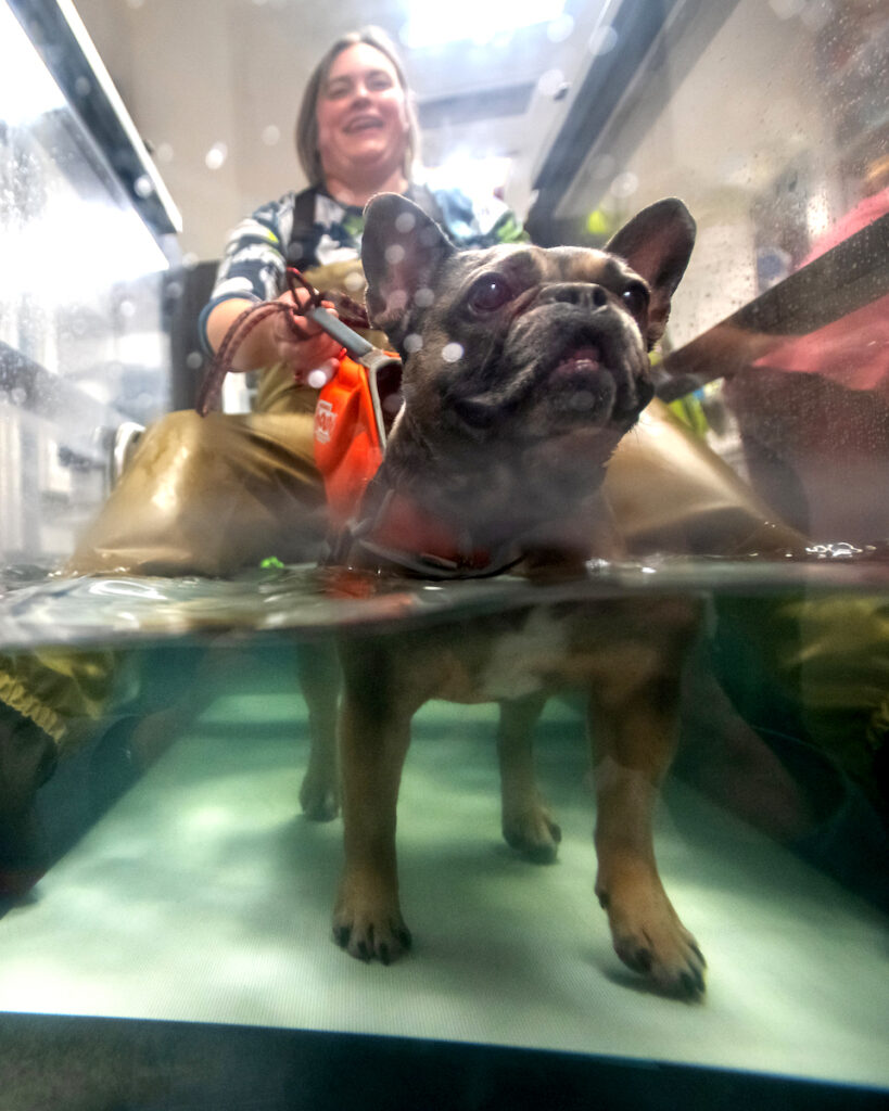 WSU veterinarian Jessica Bunch treating a small dog in a water treadmill.