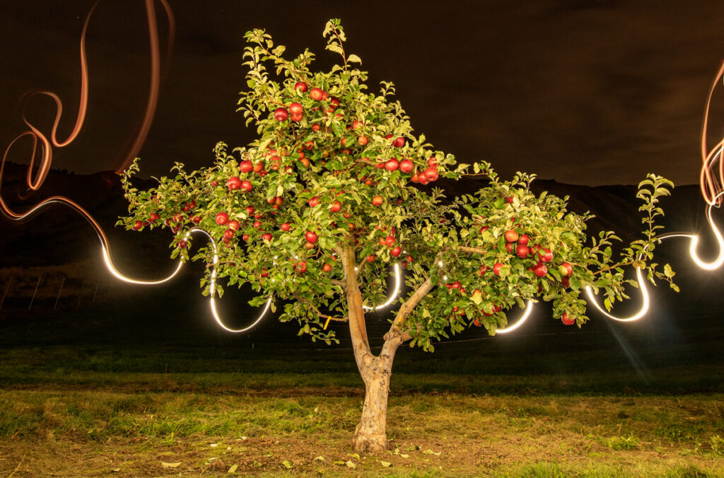 A photo of the "mother tree" where the first Cosmic Crisp® apple variety was grown, at WSU's Columbia View orchard in Wenatchee.