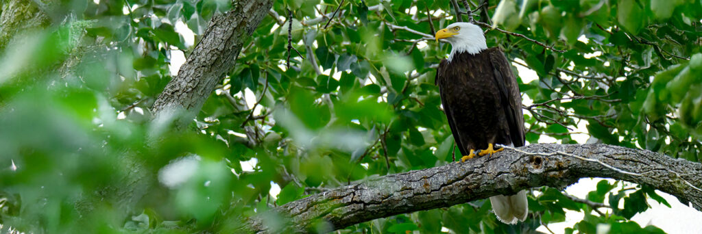 A bald eagle stands watch on a tree branch near its nest.