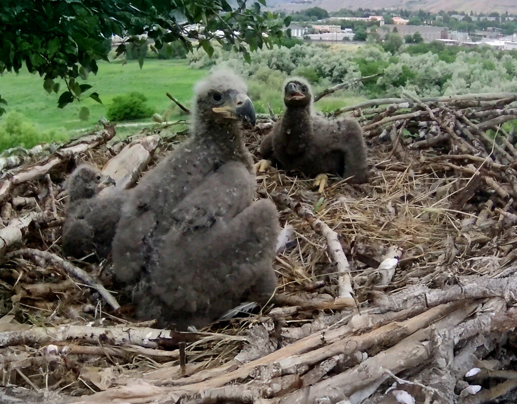 Three baby bald eagles sitting in a nest.