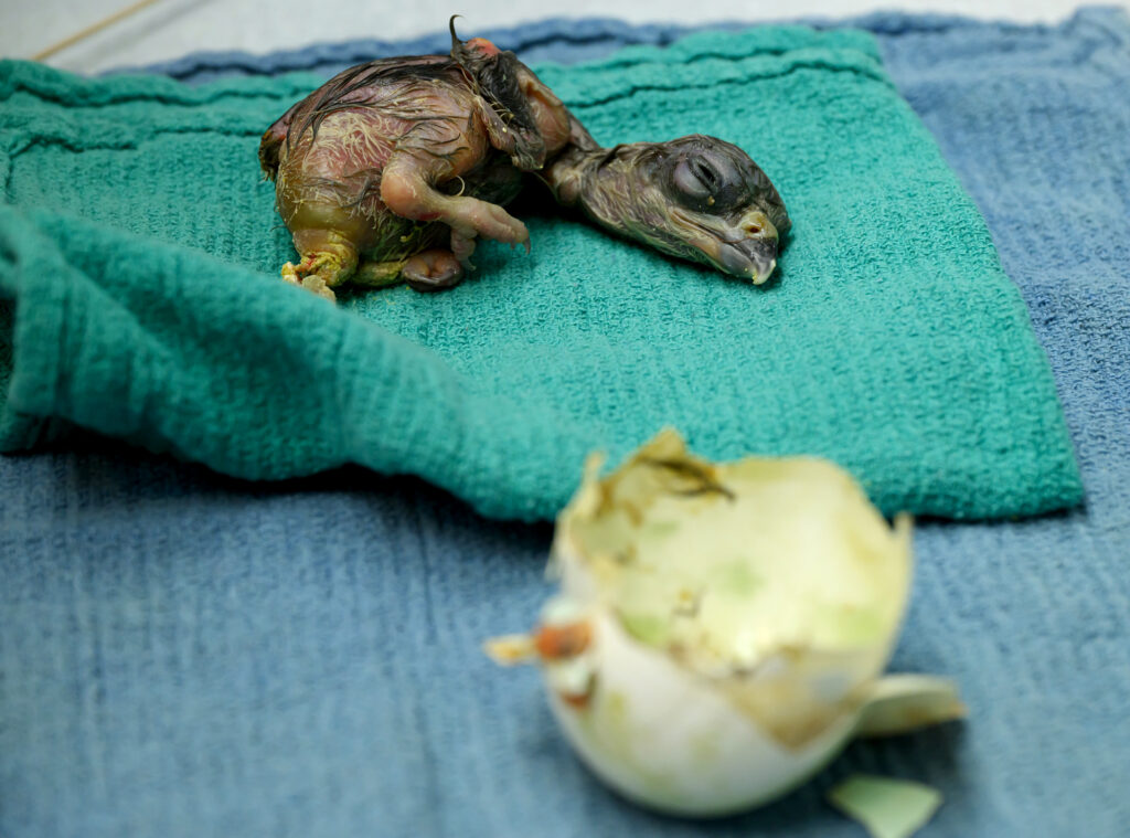 A bald eagle hatchling lies on a towel near its egg.