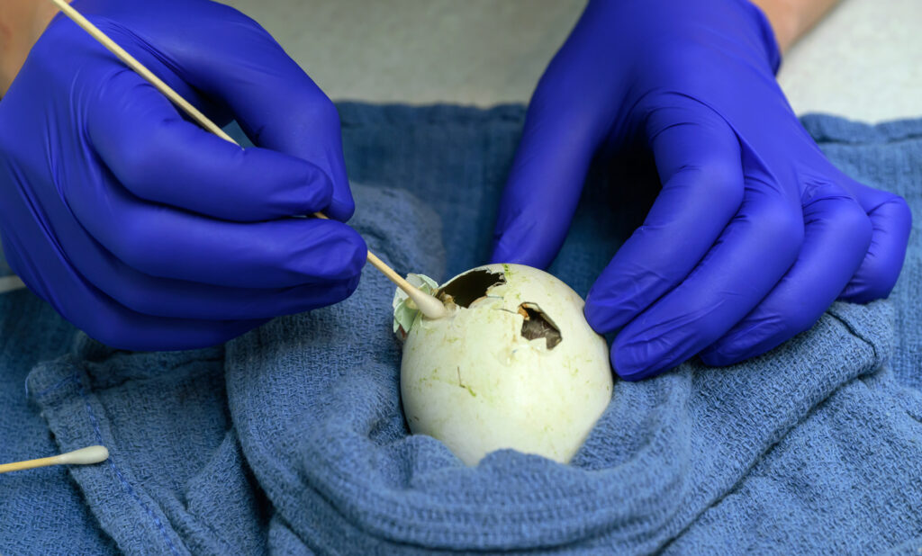 A wildlife veterinarian holds a cotton swab in their gloved hands as they assist a bald eagle in hatching from an egg.