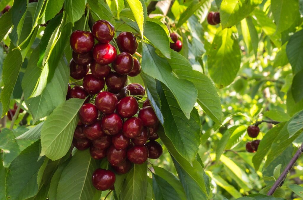 A bunch of Stella cherries hanging on a tree limb.