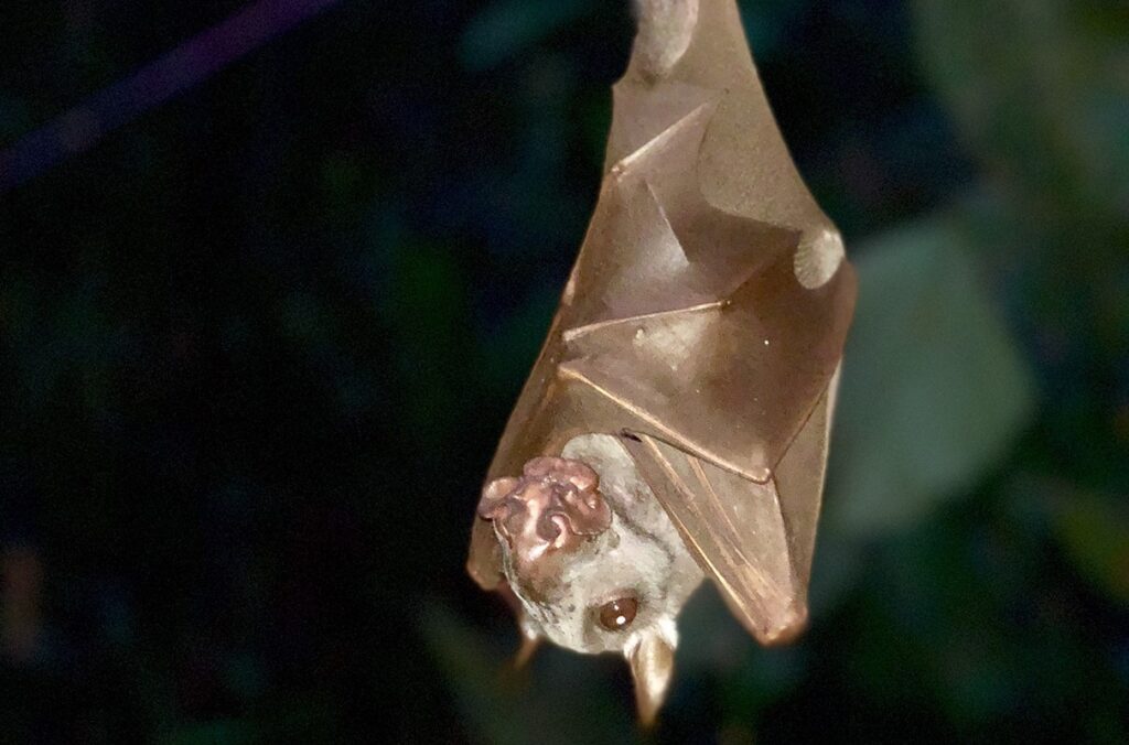 A bat hanging upside down from a limb.