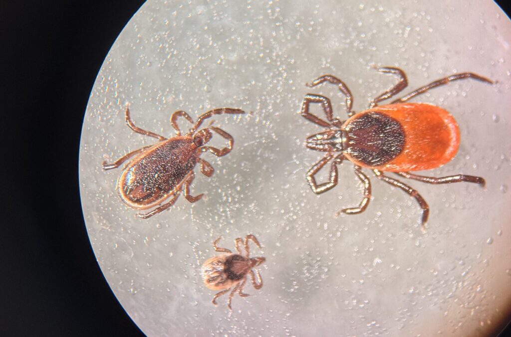 Three ticks are shown under a microscope.