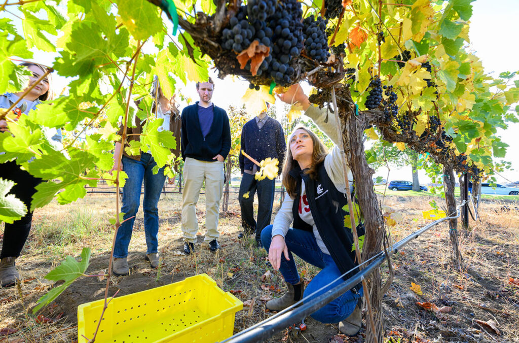 Five people in a vineyard full of green leaves and purple grapes. One person squats while reaching up into grapevines, while the others stand nearby, looking on.