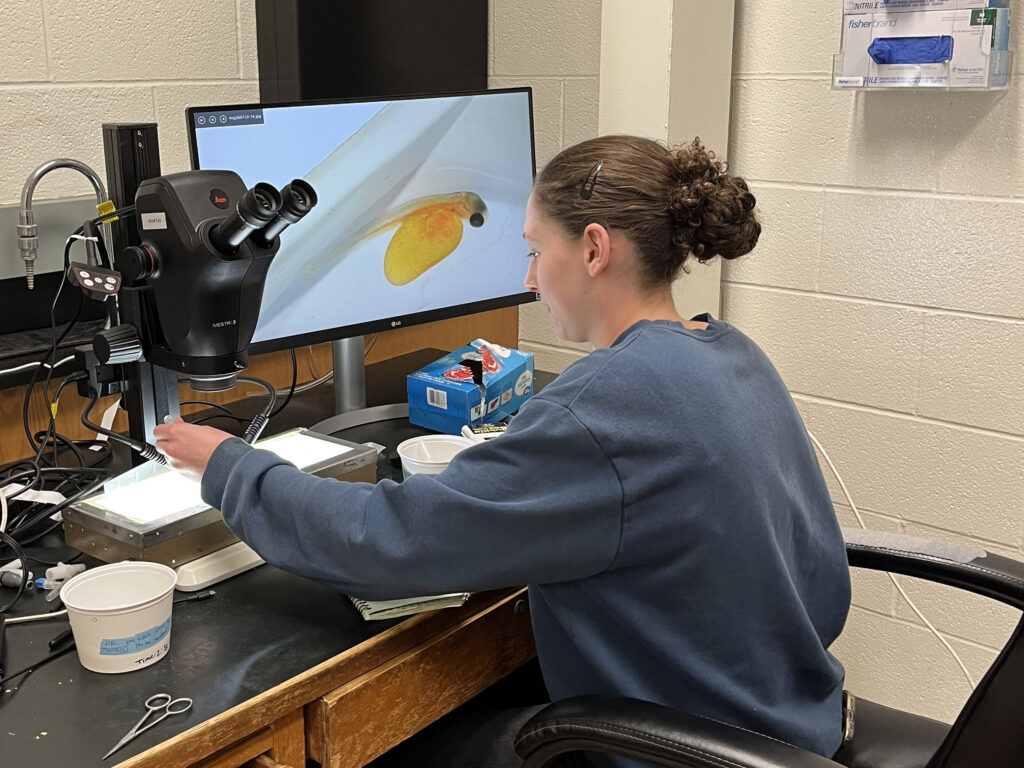 A woman sits at a computer station with a monitor showing a microscopic view of salmon embryo.