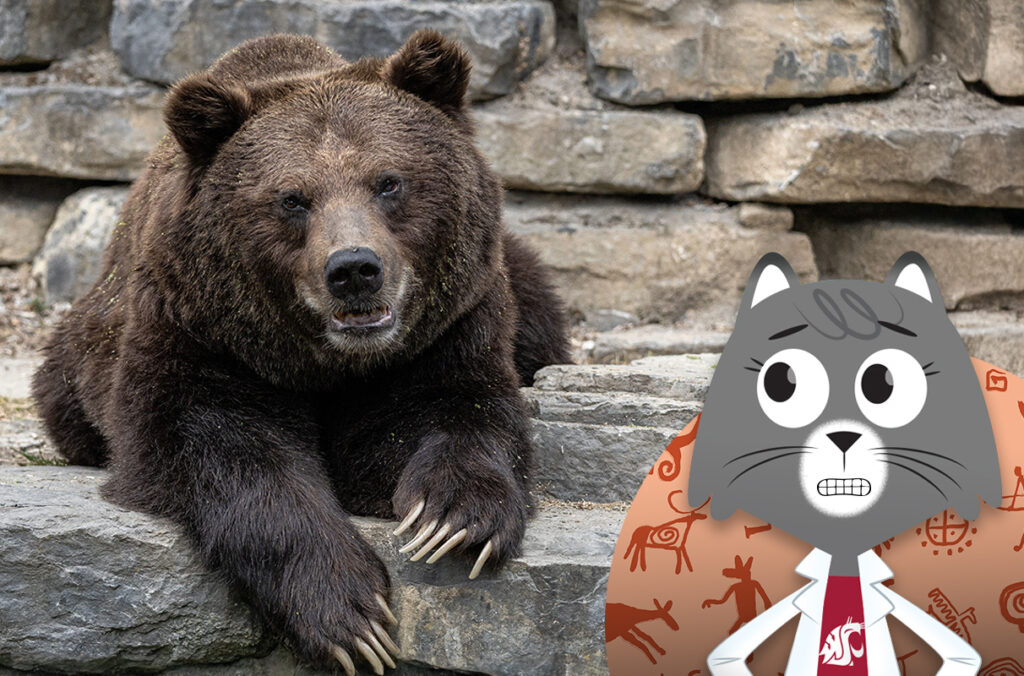 Composite featuring an illustration of Dr. Universe and a closeup of a large bear.