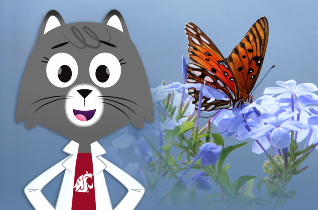 Composite featuring an illustration of Dr. Universe and a closeup of a butterfly on a flower.