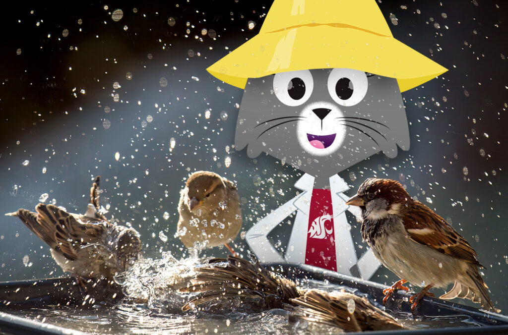 Composite featuring an illustration of Dr. Universe in a yellow rain hat and a closeup of sparrows in a bird bath.