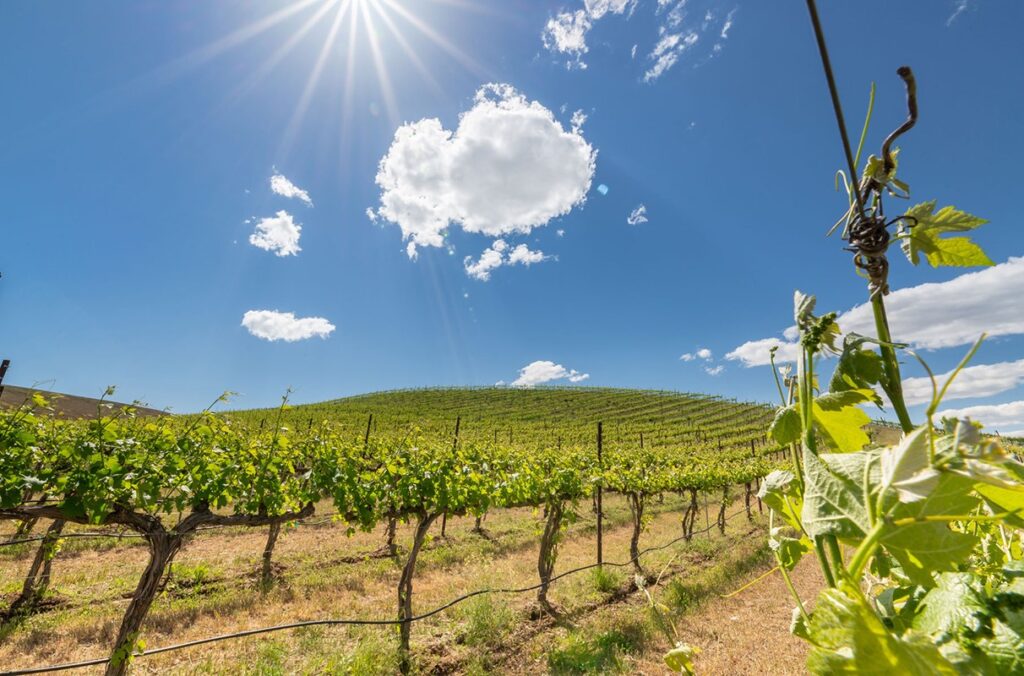 A vineyard in Yakima, Washington.
