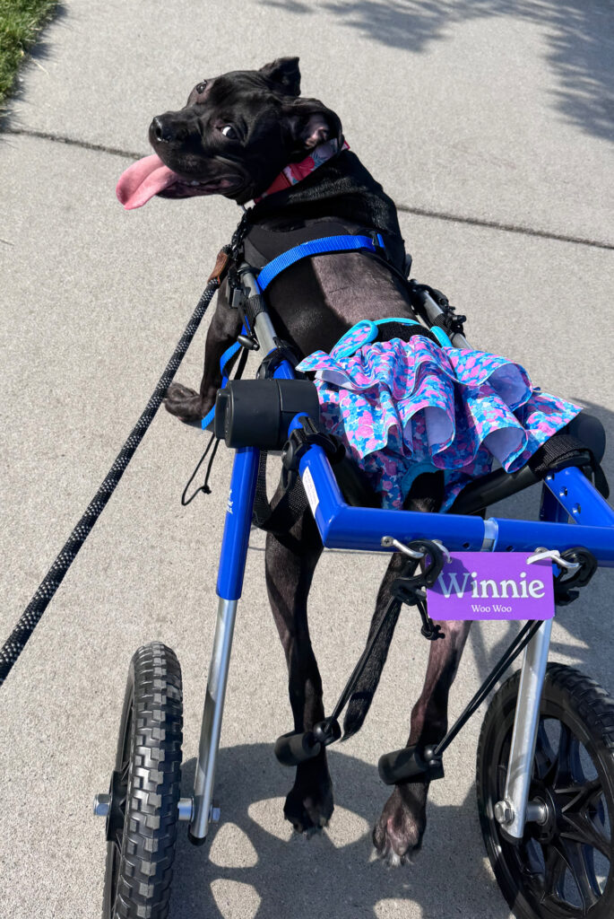 An 8-month-old puppy in a custom wheelchair looks over her shoulder happily while going for a walk.