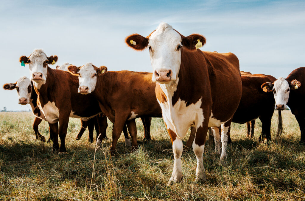 Closeup of several brown and white cows standing in a pasture.