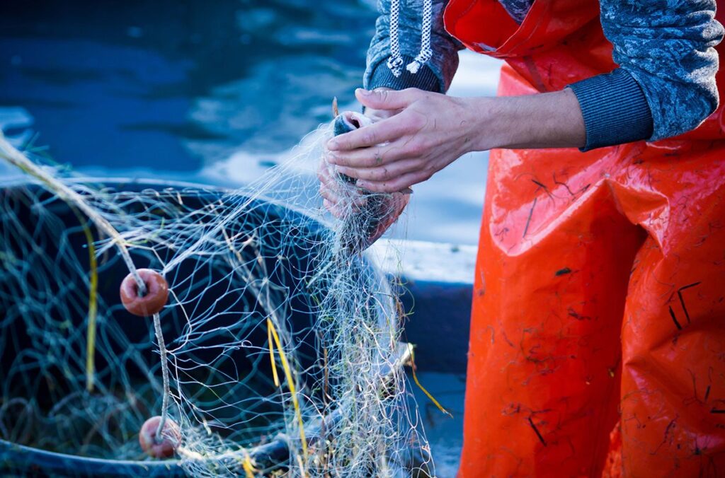 A fisher pulls a fish from a net.