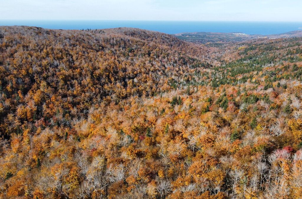 Fall foliage in Canadian mountains