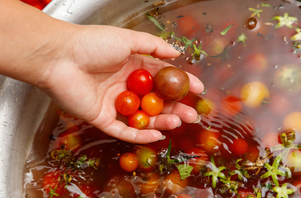 A hand holds 5 cherry tomatoes above a bowl full of cherry tomatoes and water.