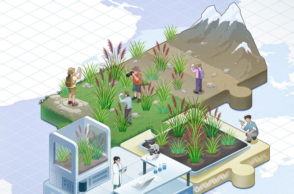 Illustration depicts people photographing grasses.