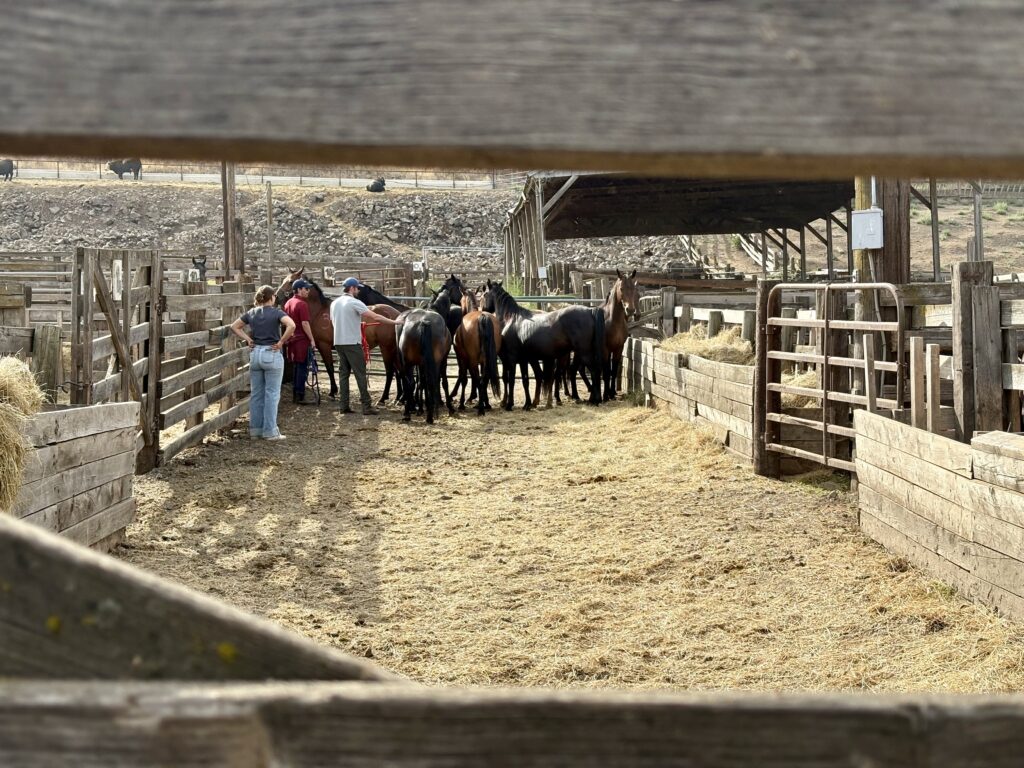 WSU veterinarians and veterinary students examine and provide care for horses rescued from a neglect case in Latah County, Idaho.