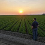 A farmer looking out over a field of low green plants as the sun rises.
