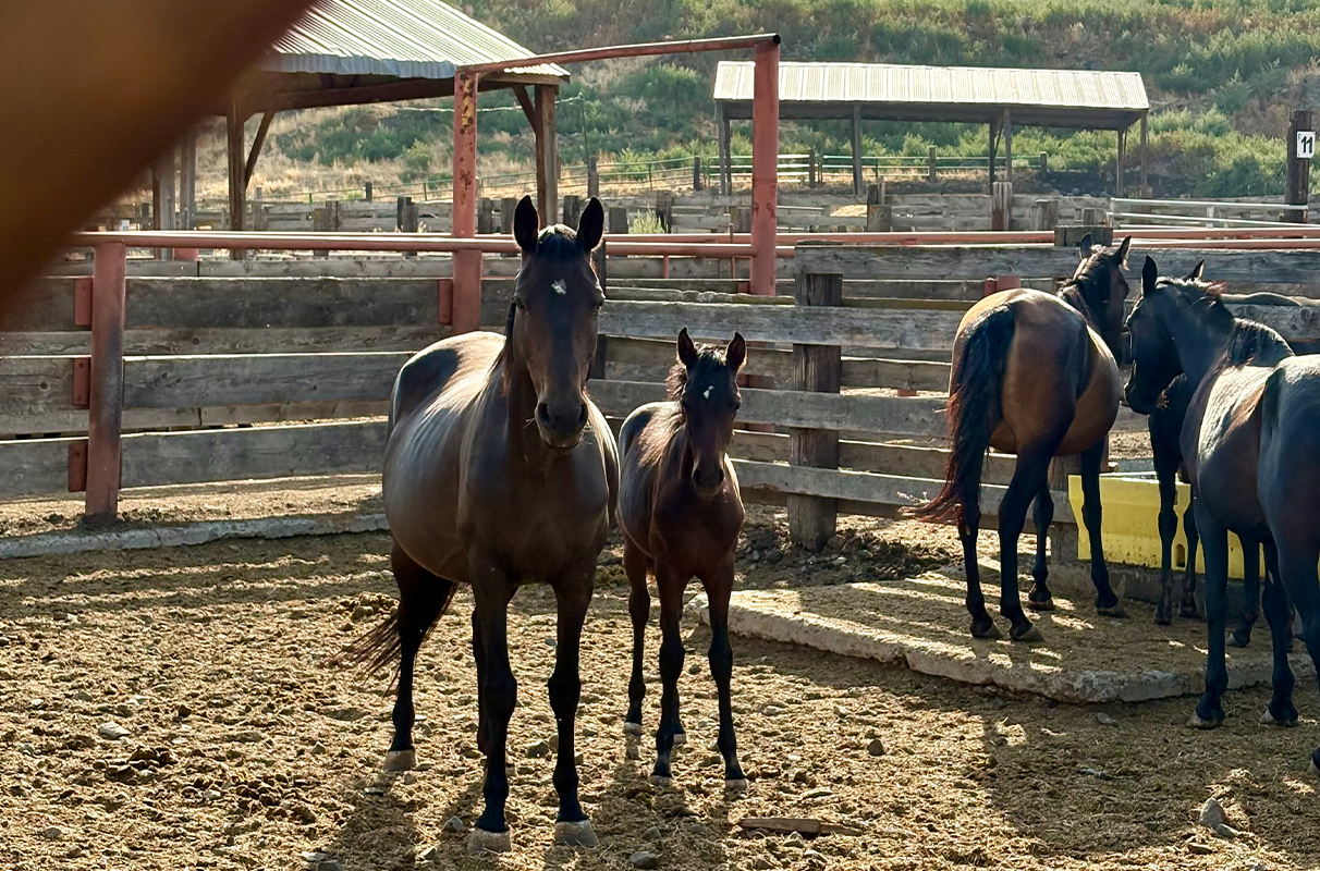 WSU veterinarians, students provide care for neglected horses