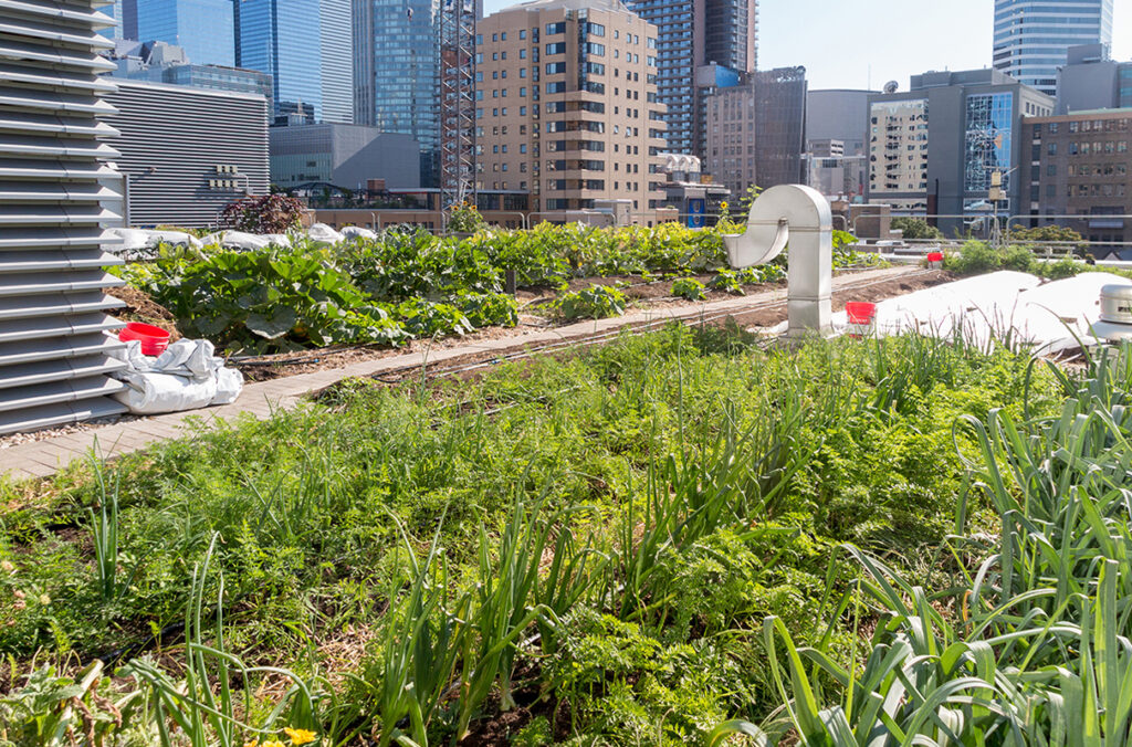 A rooftop garden.