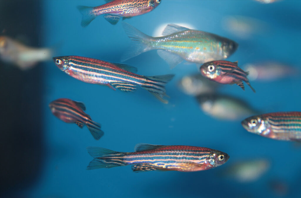 Zebrafish can be seen in an aquarium.